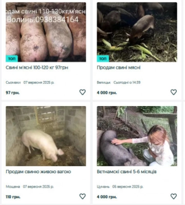 Скільки коштують свині на Волині?