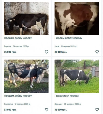 Скільки коштують свині на Волині?