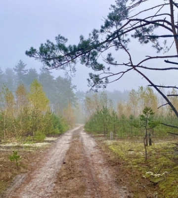 Тихенько підкралась осінь: чарівні світлини волинського лісу 