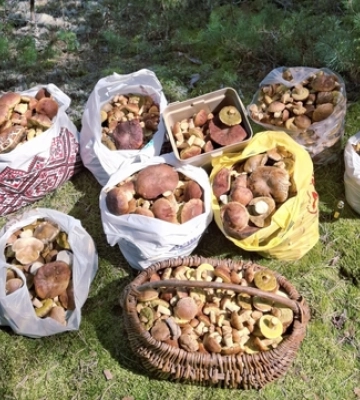 Ростуть тисячами: за 150 км від Луцька зібрали понад 100 кг золотистих боровиків 