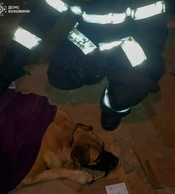 У Чернівцях щоб врятувати 100-кілограмову собаку залучили надзвичайників