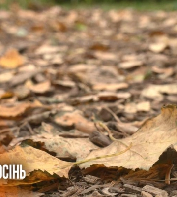 Спекотний вересень і сніжний листопад: якою буде осінь на Рівненщині (ВІДЕО)