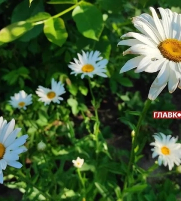 Температурный фон на выходных почти не изменится