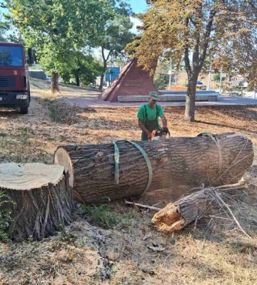 В Одесі озеленювачі висадять близько тисячі молодих дерев