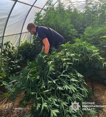 На Миколаївщині за місяць поліцейські вилучили кілограми наркосировини та сотні кущів коноплі