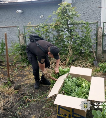 Поліція вилучила майже 500 кущів конопель у жителя Одеської області