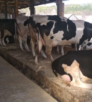 Жовківський ППР став племінним репродуктором відразу у скотарстві й свинарстві