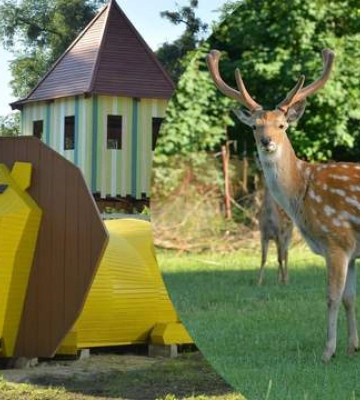 Милота зашкалює: де поблизу Львова можна відпочити у товаристві чарівних оленів