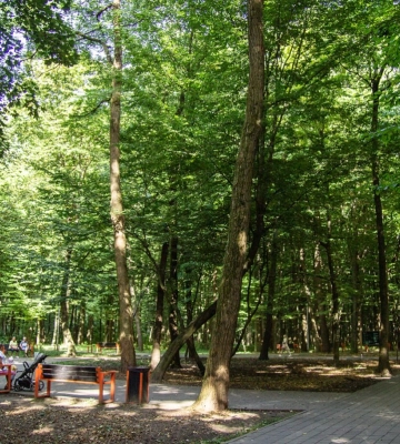 В яких парках Львова фіксується найбільше випадків укусу кліщами: перелік