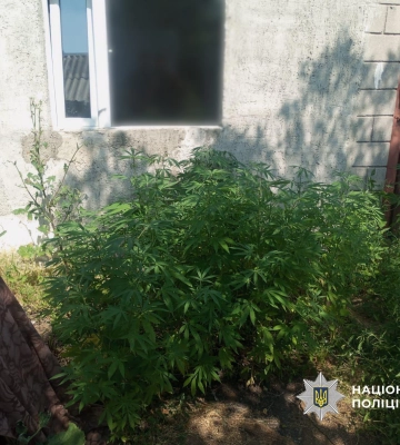 У Білгород-Дністровському районі перед судом постане порушник, який у стані сп’яніння угнав чуже авто й врізався у паркан