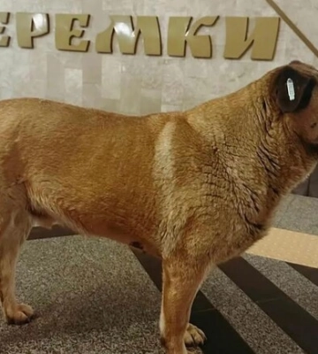 На станцію метро “Теремки” більше не впускають песика Мішу під час російських атак