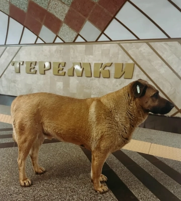 Відомого песика Мішу більше не впускають у столичне метро під час обстрілів - зоозахисники