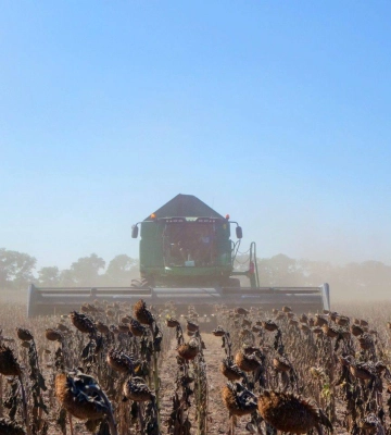 Tekom Agro Group: погодні аномалії призвели до критичного падіння врожайності соняшнику на півдні