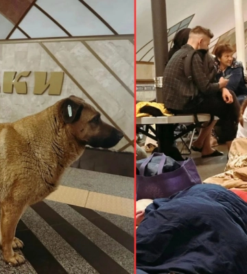 Из-за жалобы. В Киеве известную собаку Мишу не впустили в метро во время тревоги