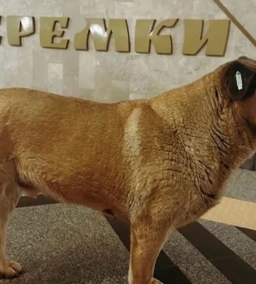 У Києві пса, що ховається у метро під час тривоги, перестали пускати всередину. Зоозахисники б'ють на сполох