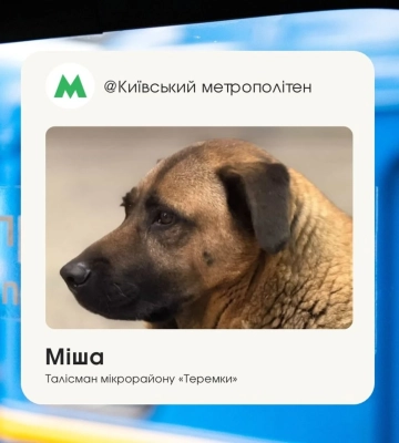 Из-за жалобы. В Киеве известную собаку Мишу не впустили в метро во время тревоги