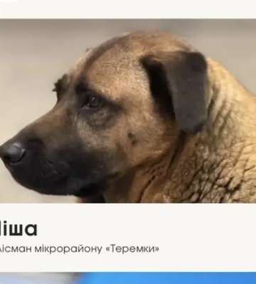 Пес Міша ховається від обстрілів на станції «Теремки» — одного дня його перестали впускати 