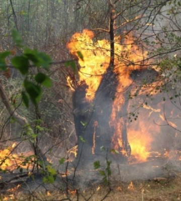На Хортиці спалахнула масштабна пожежа, ситуацію ускладнює сильний вітер і спека