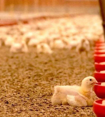Львівські підприємці побудують птахофабрику неподалік Радивилова