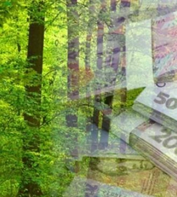 На Волині до бюджетів сплачено майже 75 мільйонів ренти за спеціальне використання лісових ресурсів