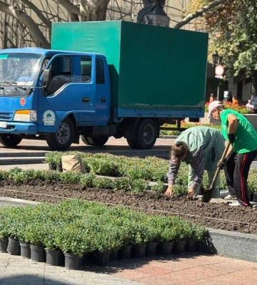 Восени Одесу прикрасять десять тисяч кущів хризантем