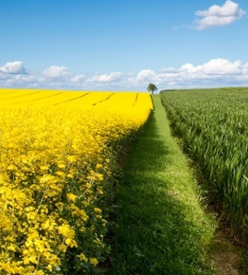 В Україні зібрали понад 3,3 млн тонн ріпаку