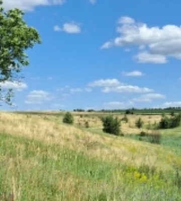 Ботанічну пам’ятку природи «Мала Асканія-Нова» створять на Кіровоградщині: що там росте
