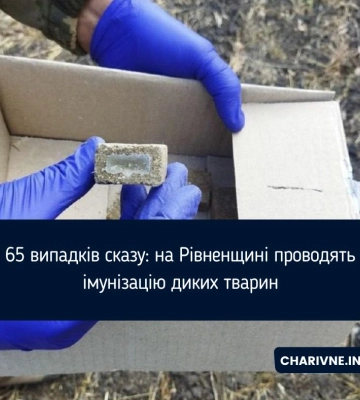65 випадків сказу: на Рівненщині проводять імунізацію диких тварин