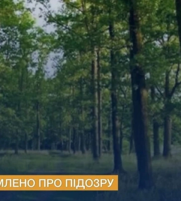 Вирубування дерев на Київщині: у недбалості підозрюється інженер держпідприємства «Ліси України»