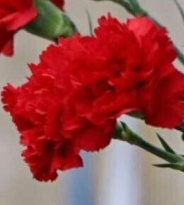 У Полтаві погодили встановити 11 меморіальних дошок загиблим Захисникам України: де саме