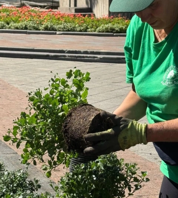В Одесі цієї осені висадять 10 тисяч кущів хризантем