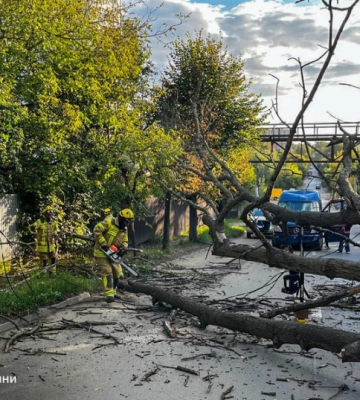 У Чернівцях дерево впало на проїжджаючий по дорозі мікроавтобус