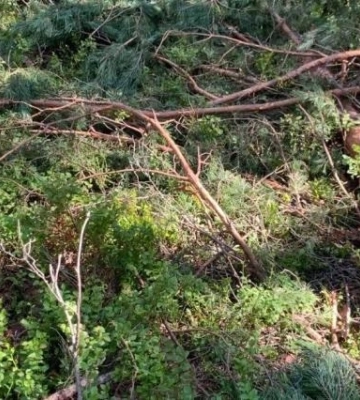 На Рівненщині незаконно зрубали десятки сосен