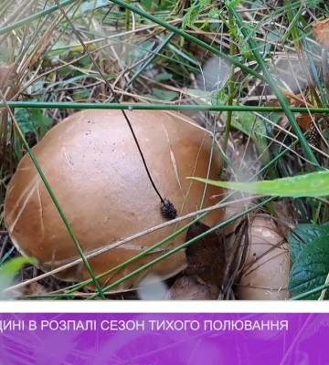 На Ужгородщині в розпалі сезон тихого полювання (відео)