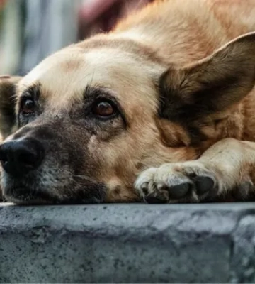 В Одесі застрелили собаку на «Трасі Здоровʼя» — поліція взялась за справу