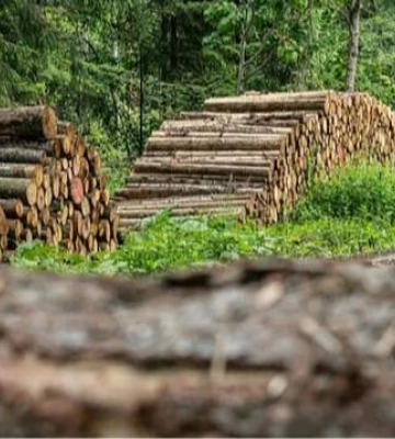 Де в Україні "зелені" гроші: топ регіонів лісового бізнесу