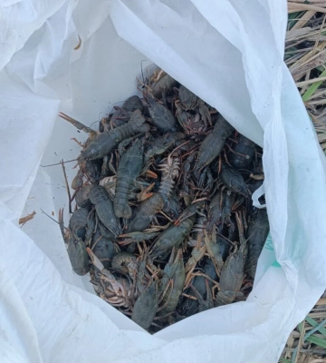 На Одещині спіймали браконьєра з уловом