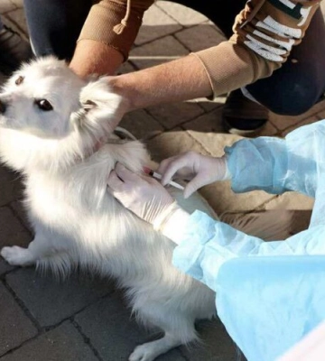 У Львові мешканці можуть безкоштовно вакцинувати домашніх улюбленців