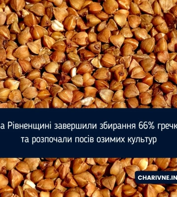 На Рівненщині завершили збирання 66% гречки та розпочали посів озимих культур