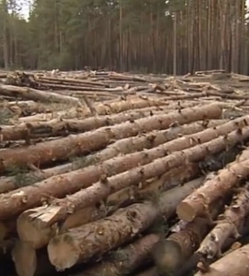 Через незаконні вирубки "Ліси України" та "Укрзалізниця" мають відшкодувати понад два мільйони гривень — рішення суду