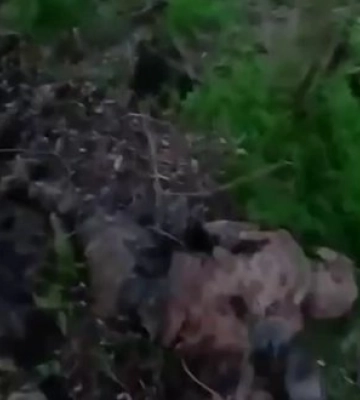 Сили спецоперацій взяли під контроль лісосмугу на Донеччині