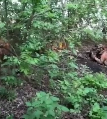 Сили спецоперацій взяли під контроль лісосмугу на Донеччині
