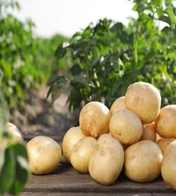 Агропідприємства Рівненщини збирають врожай