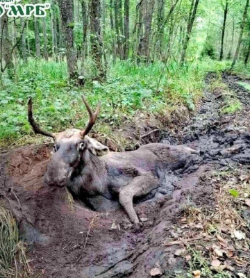 На Рівненщині грибники натрапили на лося, який застряг у багнюці (ВІДЕО)