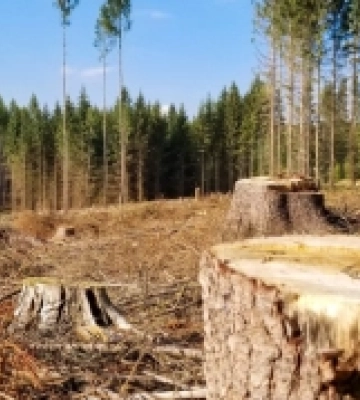Вирубали 225 дерев у заказнику: на Кіровоградщині посадовець «Лісів України» отримав підозру