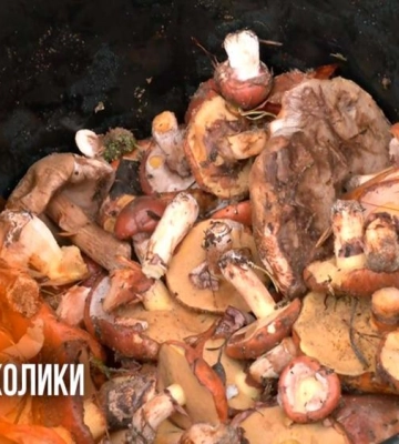 Осінній сезон грибів у Рівному: що пропонують на ринку і як не отруїтися (ВІДЕО)