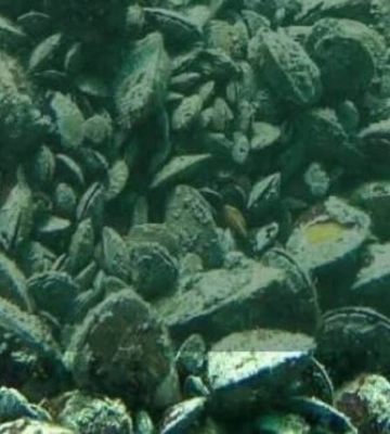 Що відомо про підводні банки Чорного моря та де вони знаходяться на Одещині