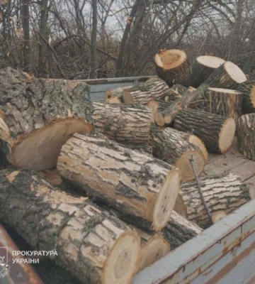 На Харківщині «чорний лісоруб» знищив дерев на 130 тисяч гривень