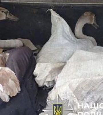 На Полтавщині браконьєри тікали від поліції з лебедями в багажнику