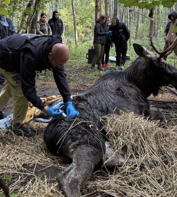 Львівські волонтери борються за життя лося, що три доби не міг вибратися з болота на Рівненщині